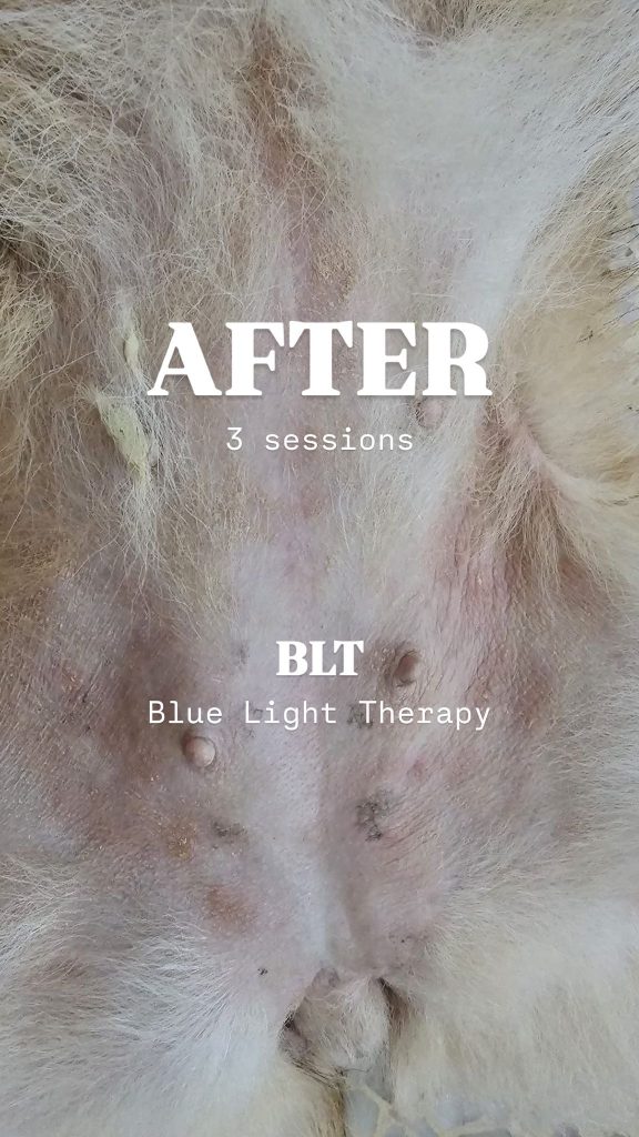 Dog skin after therapy