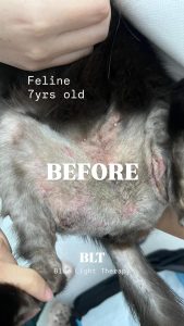 Cat skin case before