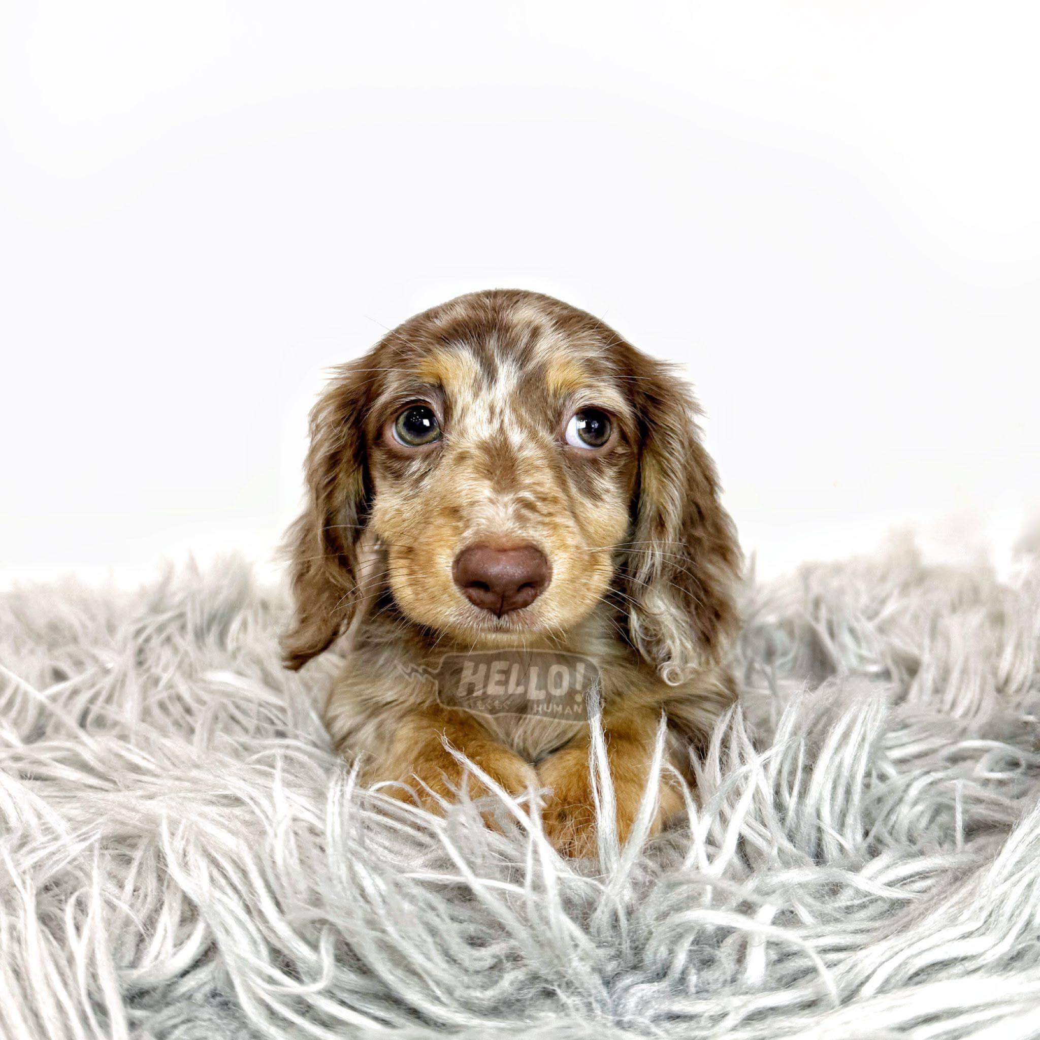 Hello Human puppy portrait 1