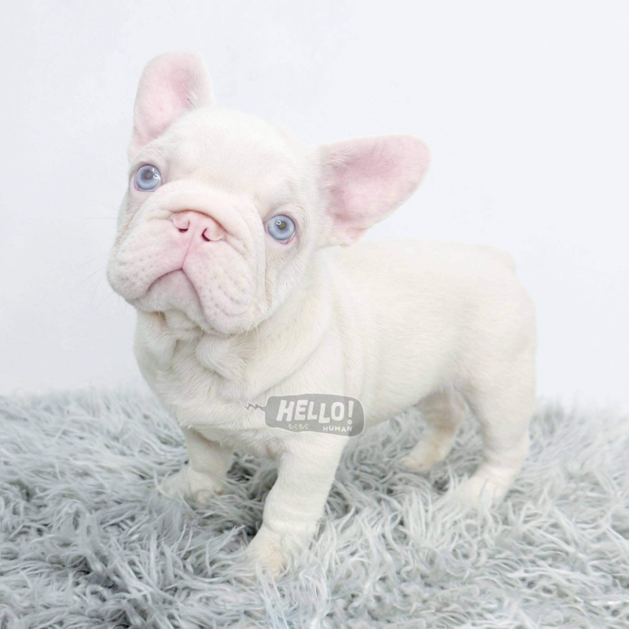 Hello Human puppy portrait 11
